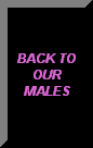CLICK HERE TO GO BACK TO OUR MALES